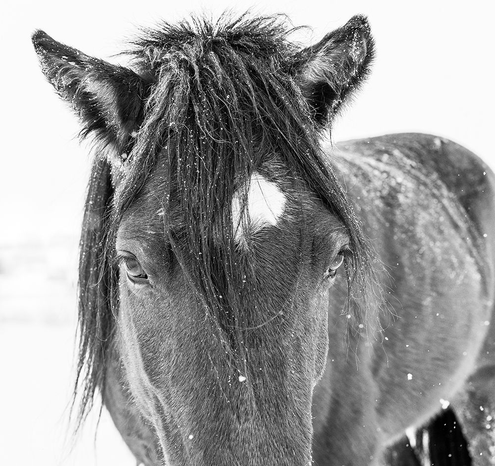 Horse in standing in snowy weather-Edgewood-New Mexico art print by Maresa Pryor for $57.95 CAD